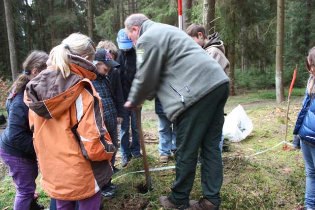 Wald, Naturlehrpfade, Insekten