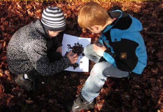 Wald, Naturlehrpfade, Insekten